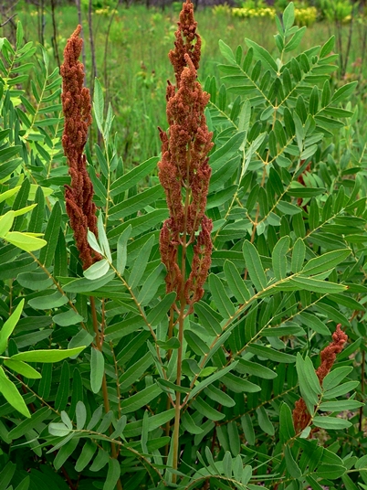 {Osmunda spectabilis}